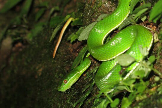 夜行體驗東眼山豐富兩爬生態 – 赤尾青竹絲 <i>Trimeresurus stejnegeri</i>