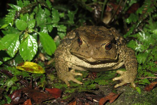 Another encounter in night safari - <i>Bufo bankorensis</i>!