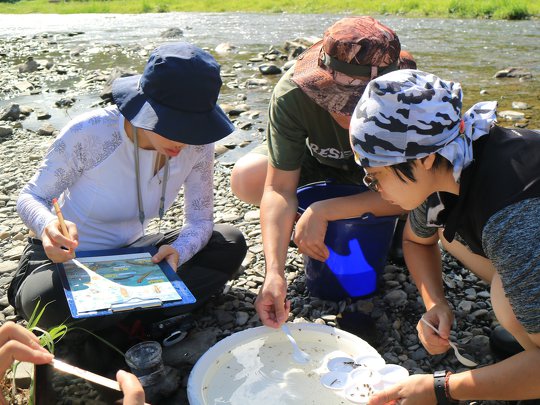 Everybody is concentrated to investigate small creatures found in Shuangliu