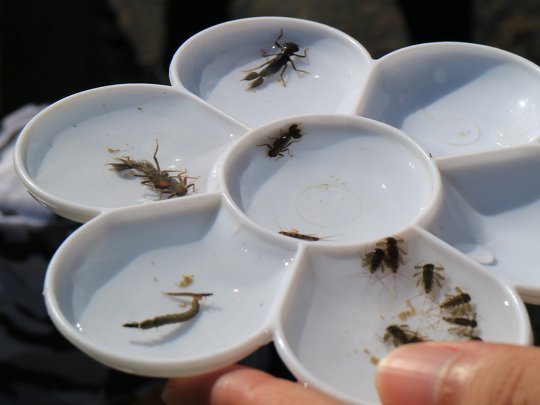 Many types of aquatic insects could be found!