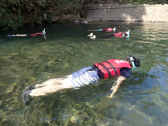 Observing different species while floating on a river