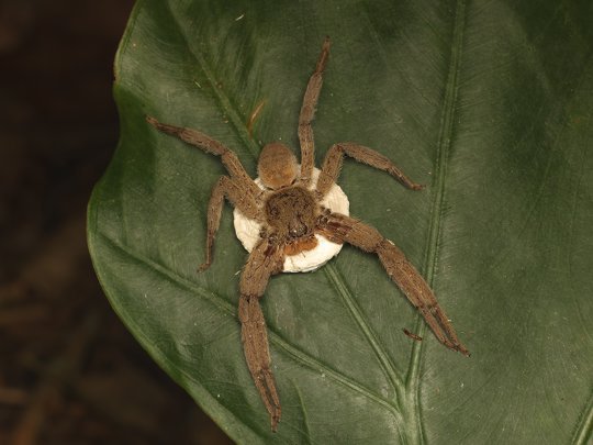 A <i>Heteropoda pingtungensis</i> was carrying egg sacs under its body!