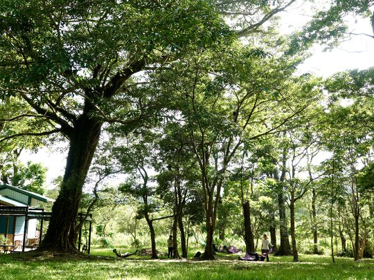 Feel relaaaaaaxed under the shades of a tree!