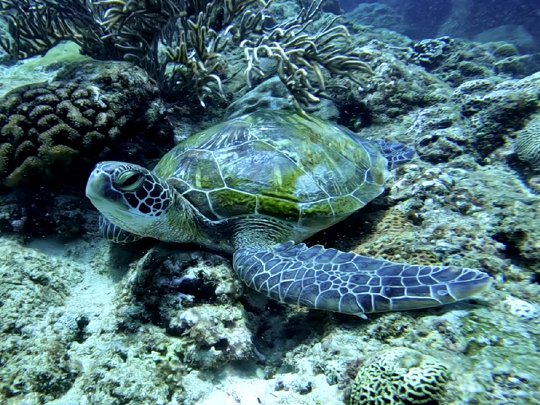 A green sea turtle resting at the bottom of the sea