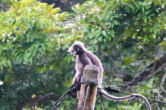Dusky Leaf Monkey