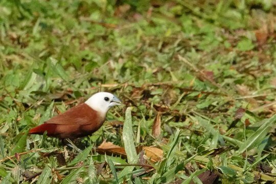 White-headed Munia