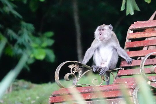 Long-tailed Macaque