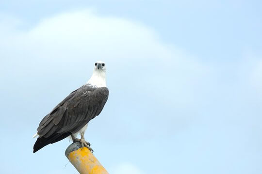 White-bellied Sea Eagle