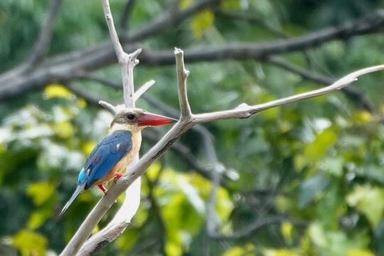 Stork-billed Kingfisher