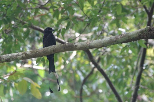 Greater Racket-tailed Drongo