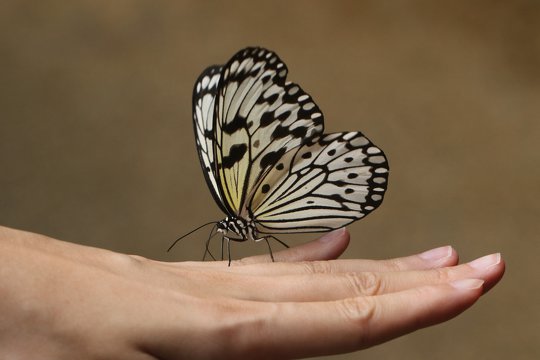 Paper Kite Butterfly