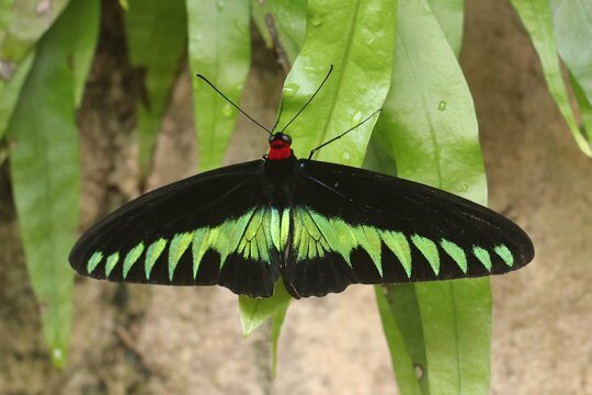 National Butterfly of Malaysia, <i>Trogonoptera brookiana</i>