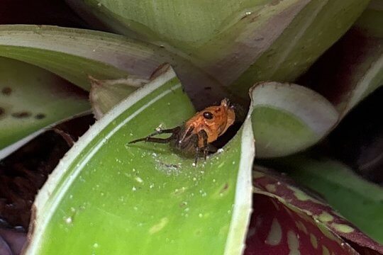 “Vampire Crab” <i>(Geosesarma faustum)</i>