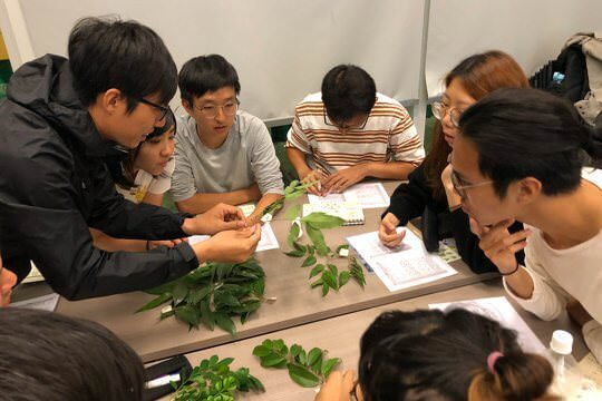 室內課堂分組觀察植物標本
