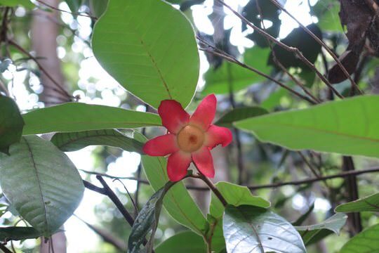 大花紫玉盤 <i>Uvaria grandiflora</i>