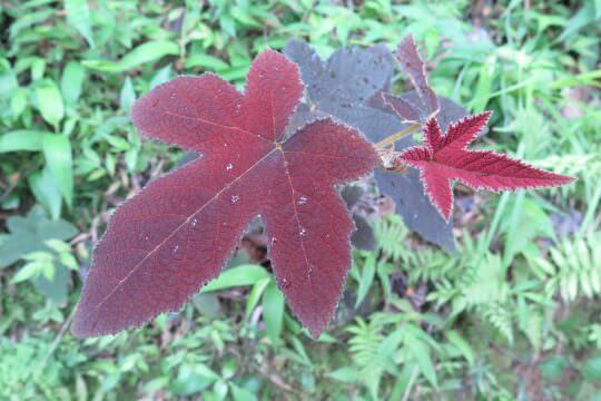 Rusty-haired Raspberry (<i>Rubus reflexus</i>)