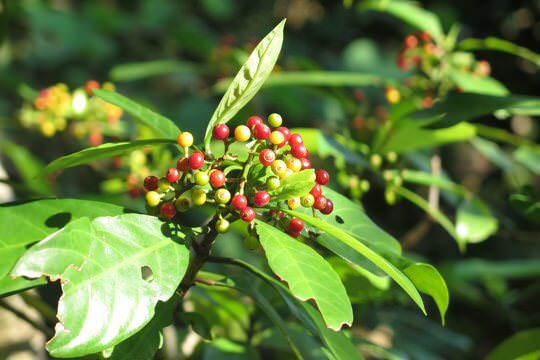 Wild Coffee (<i>Psychotria asiatica</i>)