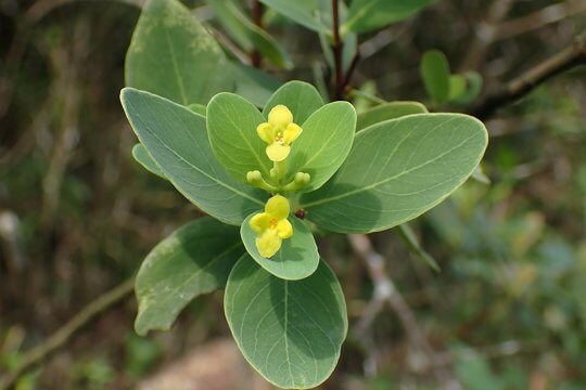 <i>Wikstroemia indica</i>