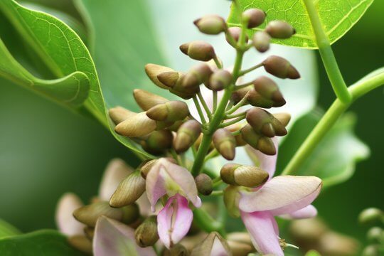 <i>Pongamia pinnata</i>