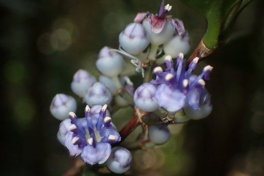 <i>Memecylon ligustrifolium</i>