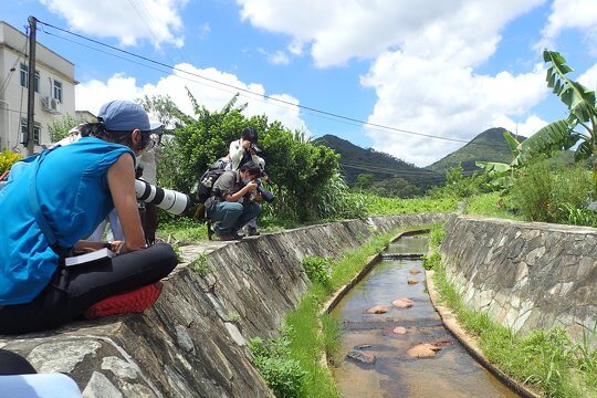 No matter natural or articial habitats, our tutors tried to spot every single one of odonatan species