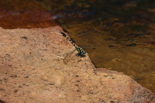 Look, it’s a Tawny Hooktail (<i>Paragomphus capricornis</i>)!