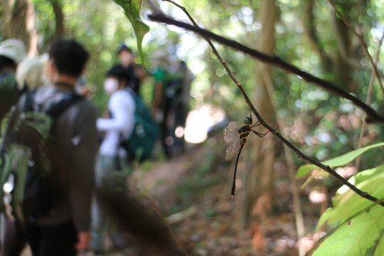 林中的尋寶遊戲 – 颶中偽蜻 <i>Macromidia rapida</i> (雄蟲)