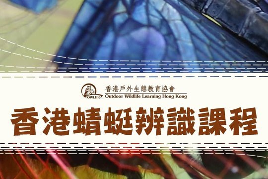 香港蜻蜓辨識課程