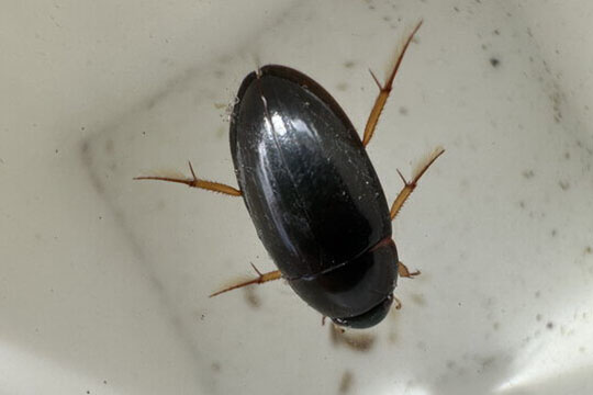 紅脊胸牙甲 <i>Sternolophus rufipes</i>