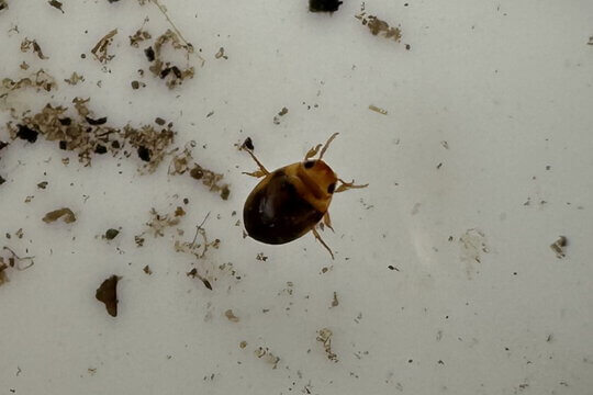 寬突龍蝨屬 <i>Hydrovatus</i> sp.