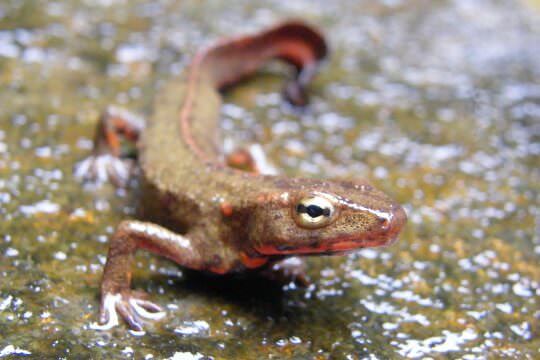 Hong Kong Newt (<i>Paramesotriton hongkongensis</i>)