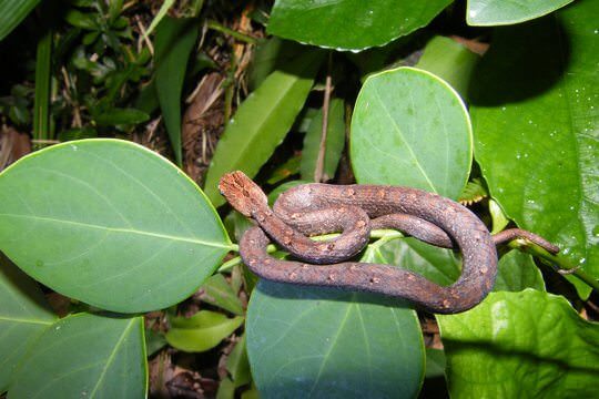 Common Mock Viper (<i>Psammodynastes pulverulentus</i>)
