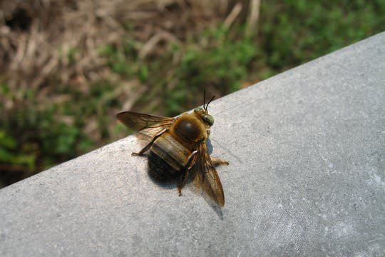 Collared Carpenter Bee (<i>Xylocopa collaris</i>)