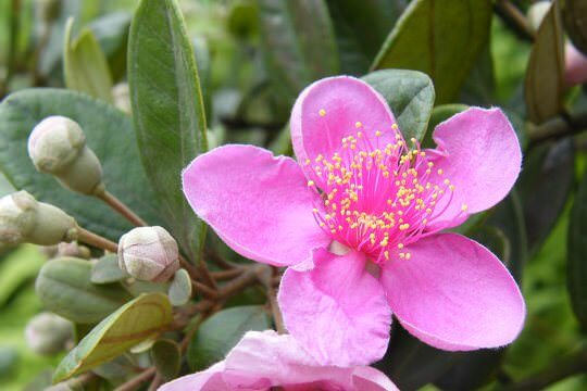 Downy Rosemyrtle <i>Rhodomyrtus tomentosa</i>