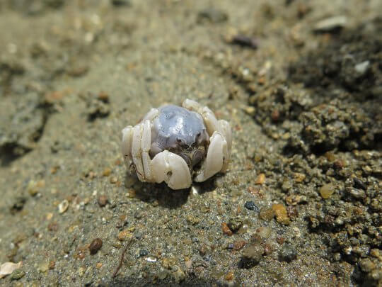 Solider Crab <i>Mictyris sp.</i>