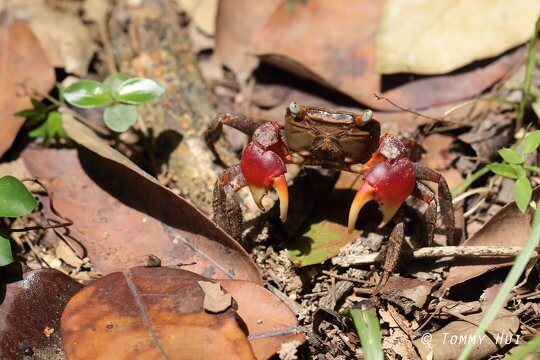 紅螯螳臂蟹 <i>Chiromantes haematocheir</i>