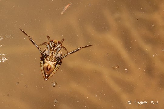 Backswimmer <i>Enithares sp.</i>