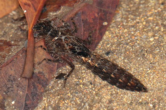 Giant River Hawker <i>Tetracanthagyna waterhousei</i>