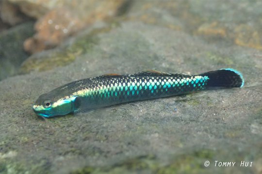 Blue Neon Goby <i>Stiphodon atropurpureus</i>