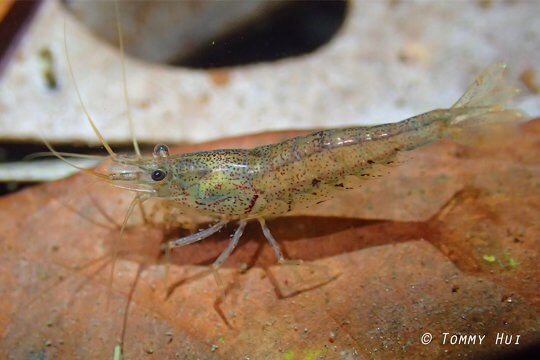 Freshwater Shrimp <i>Caridina cantonensis</i>