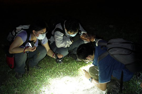 Participants were observing amphibians in the wild for the first time. They were carefully observing their body structures.