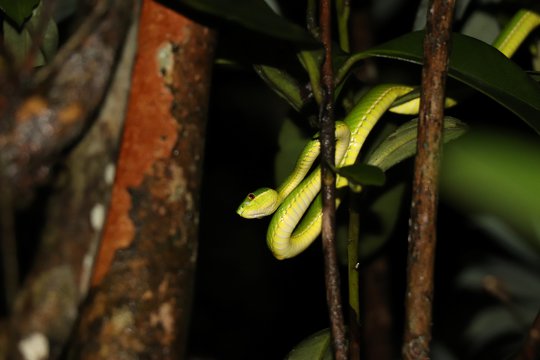 Bamboo snake (<i>Viridovipera stejnegeri</i>)