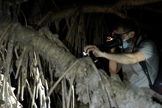 這位學員正在靜悄悄地拍攝一隻在樹幹上休息的斑腿泛樹蛙。