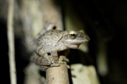 And that is the one - Brown Tree Frog (<i>Polypedates megacephalus</i>)!
