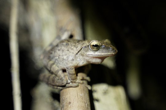 斑腿泛樹蛙 <i>Polypedates megacephalus</i>