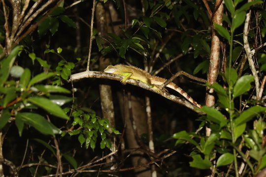 看！那裡有一條中國水龍 <i>Physignathus cocincinus</i> 呢！