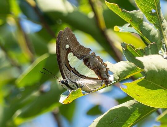 窄斑鳳尾蛺蝶 <i>Polyura athamas</i>