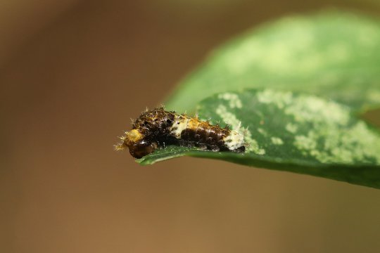 Papilio larva and its host plant Prickly Ash