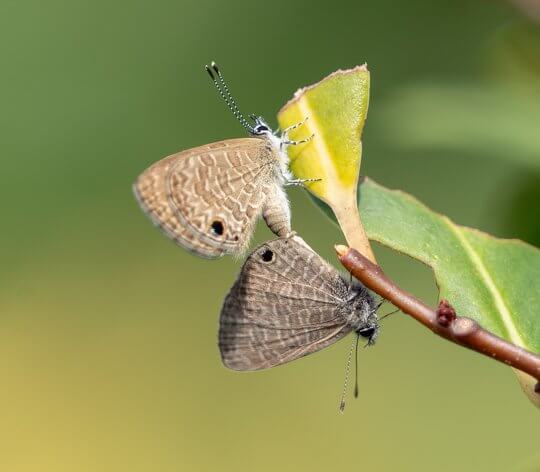 A pair of Common Lineblue (<i>Prosotas dubiosa</i>) mating