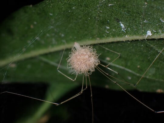 Daddy long-legs spider holding numerous hatchling small spiders